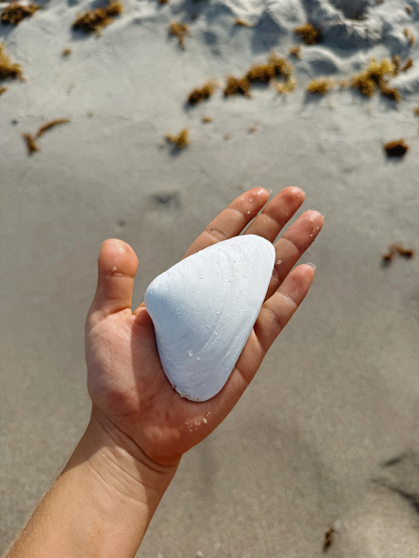 Kyma Shell (white)