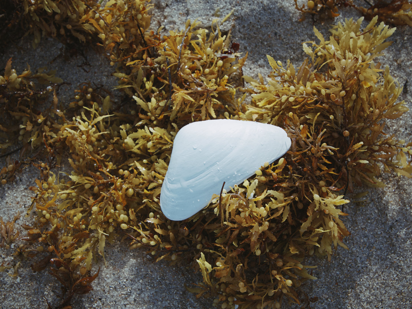 Kyma Shell (white)
