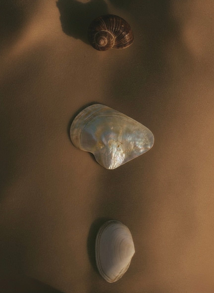 The KYMA Shell