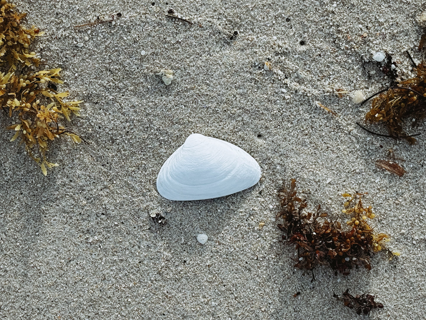 Kyma Shell (white)